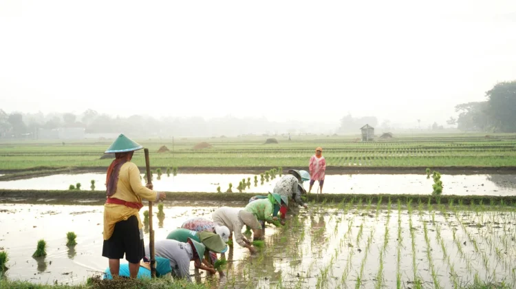 Kementan Targetkan Cetak Sawah 1.480 Hektare di Lampung Tahun 2026