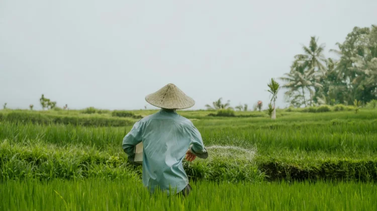 Lampung Timur Terima Alokasi Cetak Sawah Terbesar pada 2026