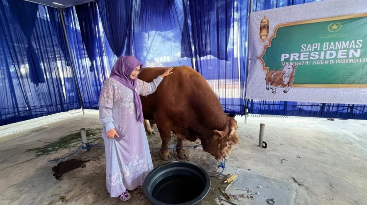 Penjualan Hewan Kurban di Lampung 2026 Mengalami Peningkatan