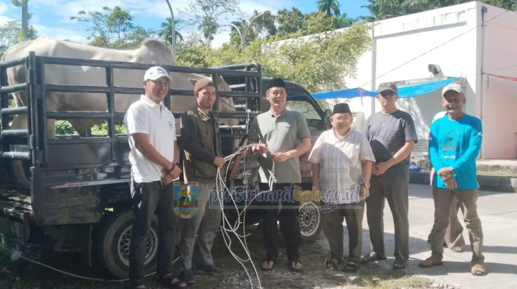 Gelar Pemotongan Hewan Kurban, Pemkab Pesisir Barat Perkuat Kepedulian Sosial