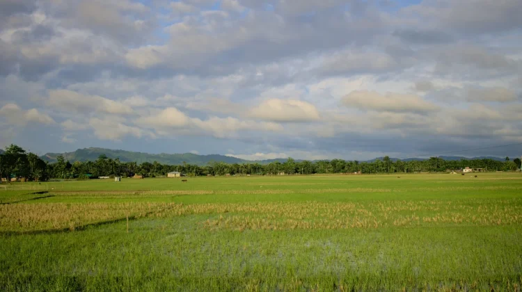 Lampung Dapat Rp91 Miliar untuk Optimasi Lahan Pertanian