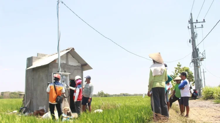 PLN Layani 4.315 Pelanggan Smart Farming di Lampung
