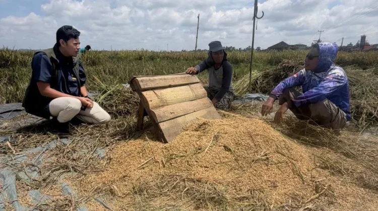 BULOG Lampung Serap 400 Ribu Ton Gabah Petani