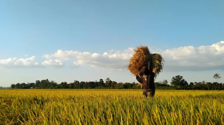 Kementerian PU Bangun Sumur Air Tanah untuk Sawah Tadah Hujan di Lampung