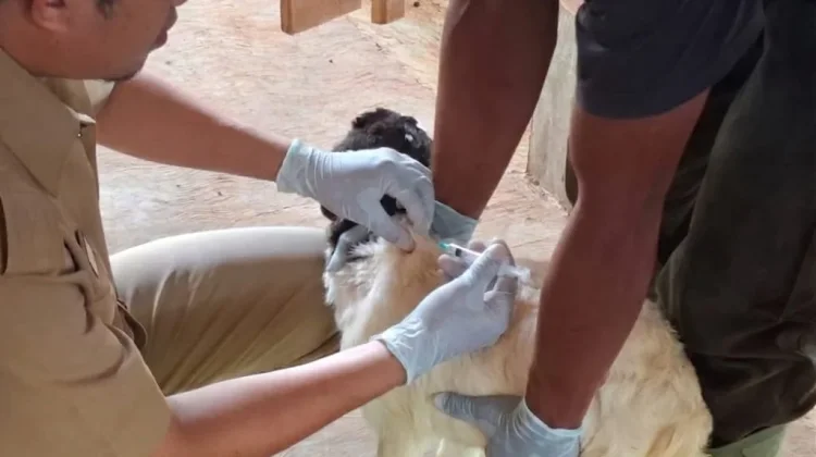 Vaksinasi dan Biosecurity Jadi Kunci Cegah Penyakit Hewan Menular Strategis (PHMS)