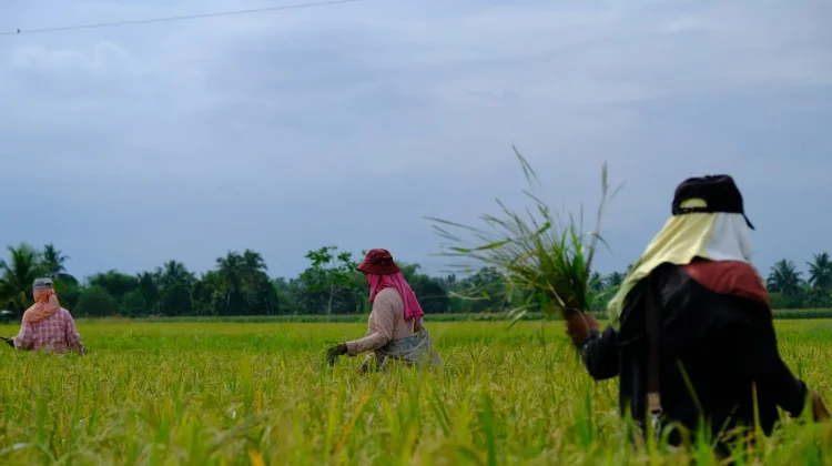 Budidaya Tepat Jadi Kunci Jaga Produktivitas Pertanian Lampung