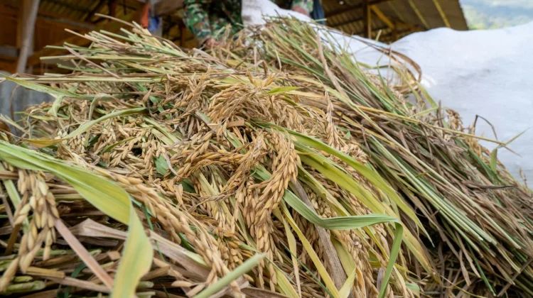 Harga Gabah Tinggi Dorong Semangat Tanam Petani Lampung