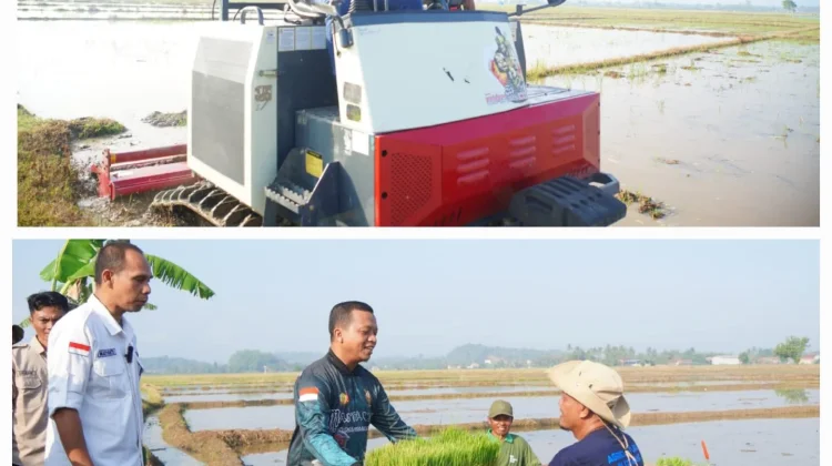 Pringsewu Mulai Terapkan Corporate Farming, Petani Didorong Kelola Lahan
