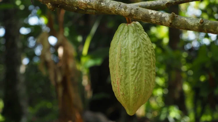 Pemerintah Siapkan Peremajaan 3.000 Hektare Kakao di Lampung