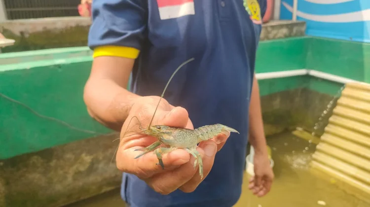 Warga Binaan Lapas Kelas I Bandar Lampung Kembangkan Budidaya Lobster Air Tawar