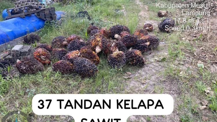 Satreskrim Mesuji Amankan Pelaku Pencurian Sawit Perusahaan