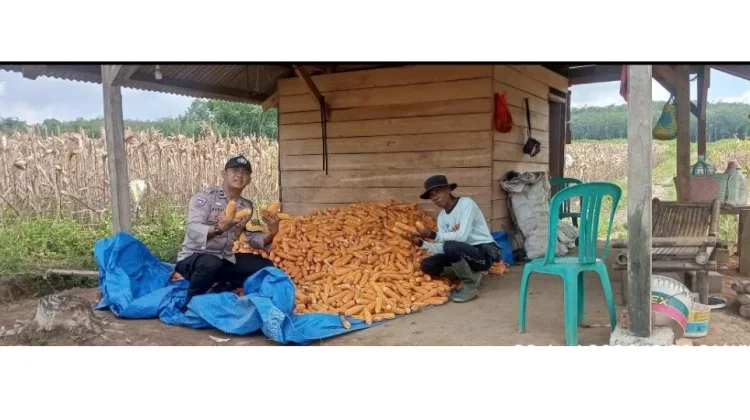 Bhabinkamtibmas Dampingi Petani Jagung Dukung Ketahanan Pangan