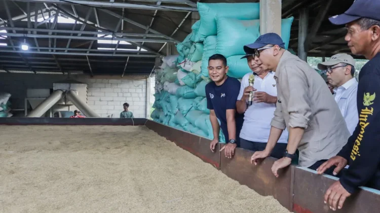 Gubernur Lampung Tinjau Pemanfaatan Bed Dryer di Tulang Bawang