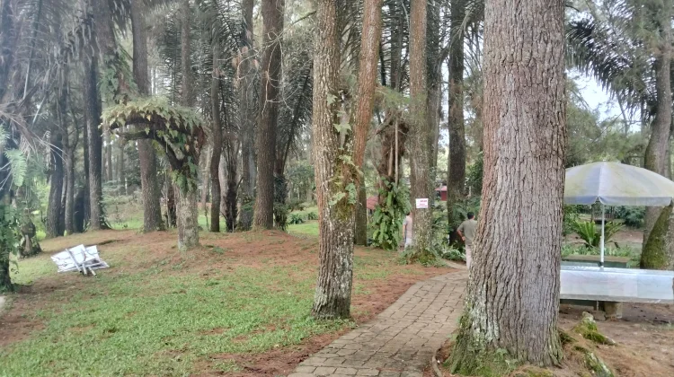 Pinus Ecopark, Tempat Singgah Sejuk di Jalinsum