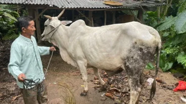 Polsek Terusan Nunyai Ungkap Kasus Pencurian Sapi