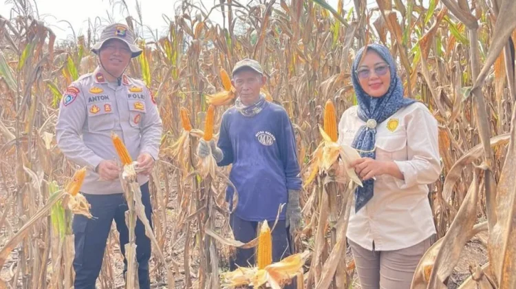 Polsek Negara Batin Panen Jagung Bersama Kelompok Tani