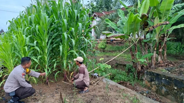 Dukung Ketahanan Pangan, Bhabinkamtibmas Dampingi Petani Jagung