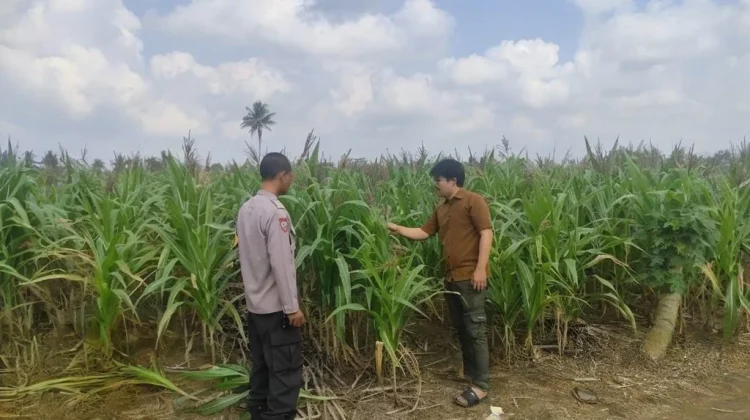Bhabinkamtibmas Polsek Tegineneng Pantau Kebun Jagung Warga