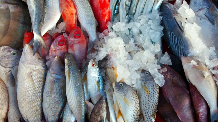 Jangan Remehkan Lele! Berikut 7 Jenis Ikan Kaya DHA untuk Perkembangan Otak Anak