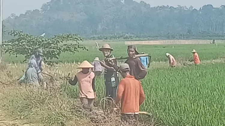 Hama Tikus Serang Ratusan Hektar Sawah Desa Karang Rejo Pesawaran