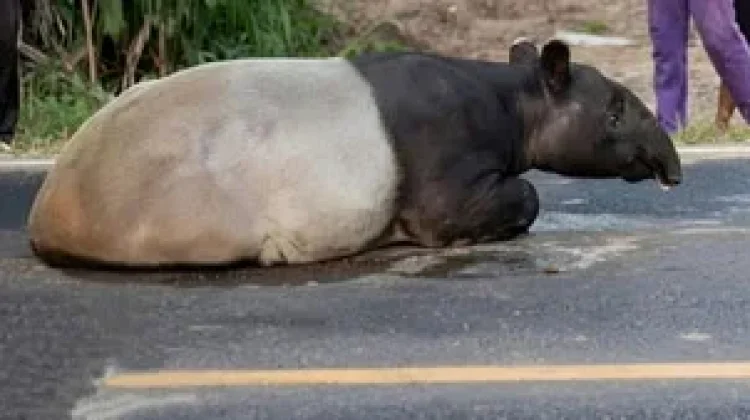 Polda Lampung Ungkap Perburuan Tapir Dilindungi di Register 45 Mesuji