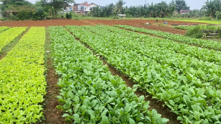 Petani Sawi Way Kandis Keluhkan Cuaca Ekstrem dan Turunnya Permintaan Pasar