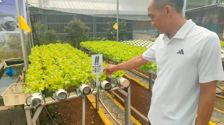 Lapas Kelas I Bandar Lampung Produksi Sayuran Hidroponik 25 Kilogram per Hari
