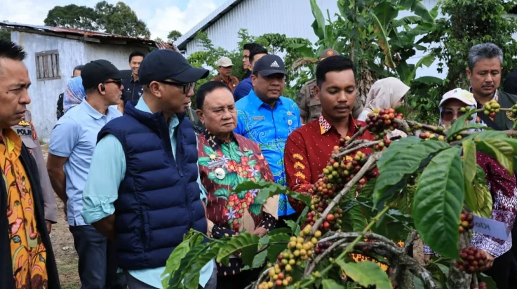 Gubernur Lampung Dorong Produktivitas Kopi lewat Pupuk Hayati Cair