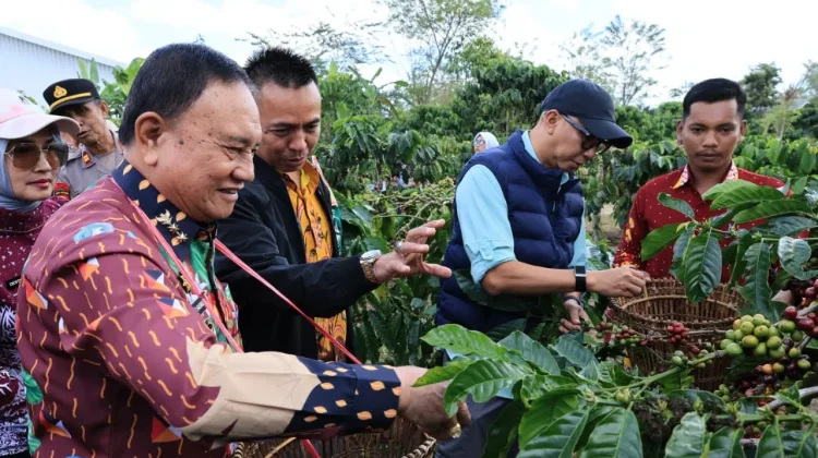 Kebun Induk Hanakau Jadi Pusat Pengembangan Benih Kopi Unggul di Lampung