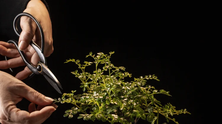 Tips Membuat Bonsai Asam Jawa yang Indah dan Bernilai Estetika