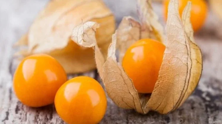Dianggap Gulma, Buah Ciplukan Punya Tiga Khasiat Penting