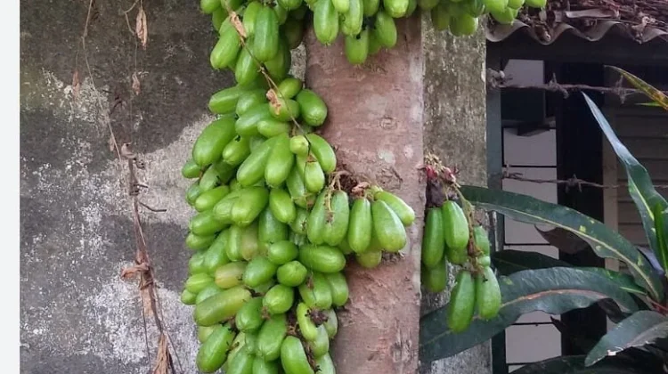 Belimbing Wuluh, Buah Asam dengan Beragam Manfaat bagi Kesehatan