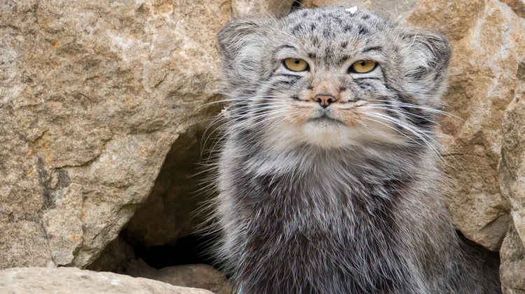 Kucing Manul, Si Kucing Liar Berwajah Unik