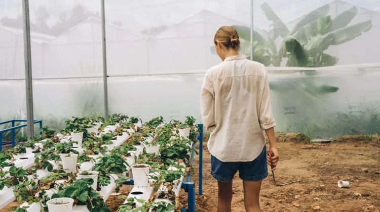 Fenomena Micro-Hydroponic: Tren Bertani Perkotaan ala Gen Z Urban
