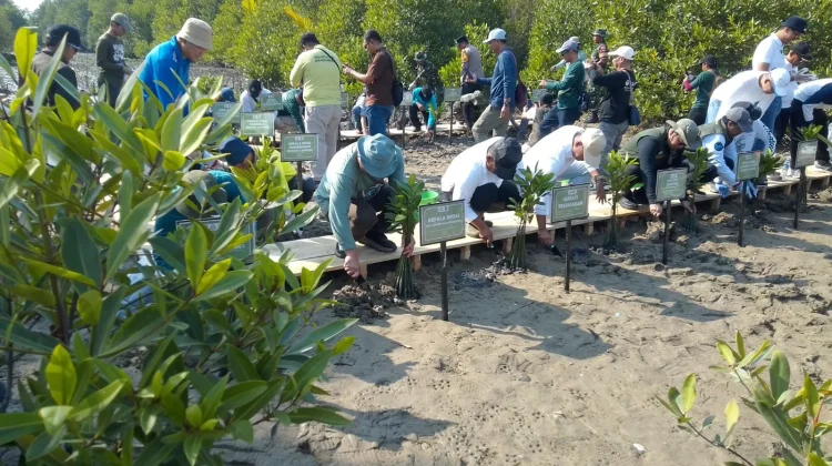 Peringati Hari Mangrove Se-Dunia, Mitra Bentala Ajak Masyarakat Lindungi Mangrove