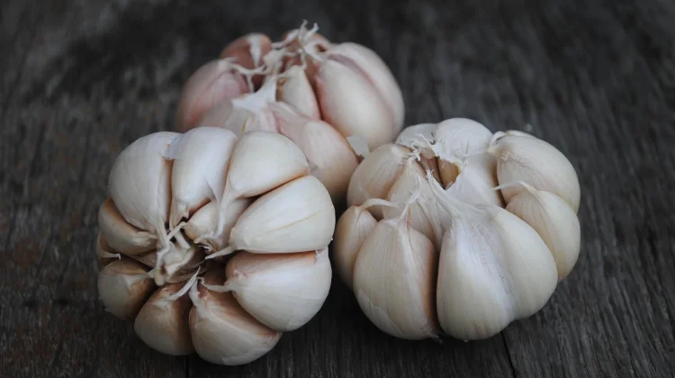 Uji Coba Sukses, Bupati Lampung Barat Optimis Kembangkan Bawang Putih Grade A