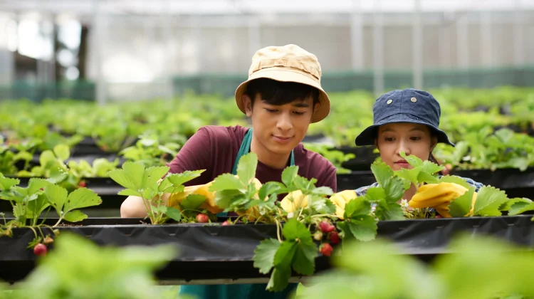 Panen dari Halaman Sendiri: Tips Memulai Ketahanan Pangan Keluarga lewat Kebun Kec