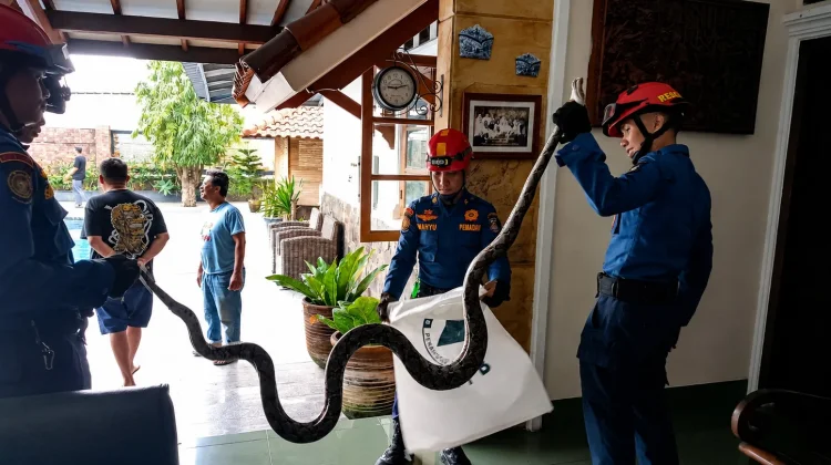 Petugas Damkarmat Bandar Lampung Evakuasi Ular Sanca dari Rumah Warga