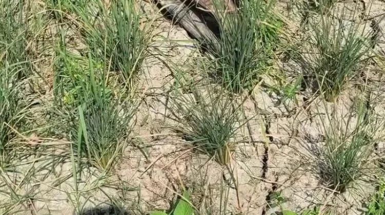 Kekeringan Ancam Sawah di Pringsewu, Petani Khawatir Hasil Panen Menurun
