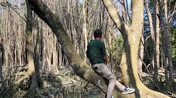 Diduga Imbas Limbah Tambak, Ratusan Pohon Mangrove di Pesisir Pesawaran Mati