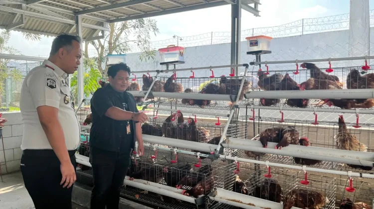 Rutan Bandar Lampung Vaksinasi 250 Ayam Petelur untuk Jaga Produktivitas