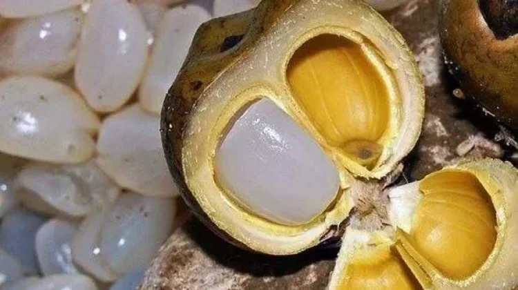 Kolang-Kaling Mengandung Galaktomanan, Berpotensi Mendukung Kesehatan Tubuh