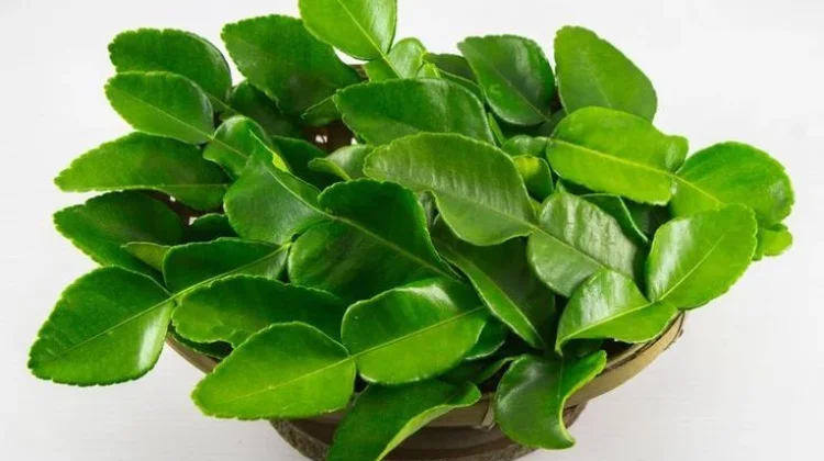 Daun Jeruk Tak Hanya Penyedap Masakan, Ini Potensi Khasiatnya bagi Tubuh