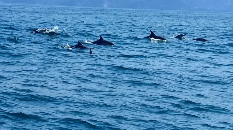Pesona Teluk Kiluan, Surga Wisata Bahari di Kelumbayan Tanggamus