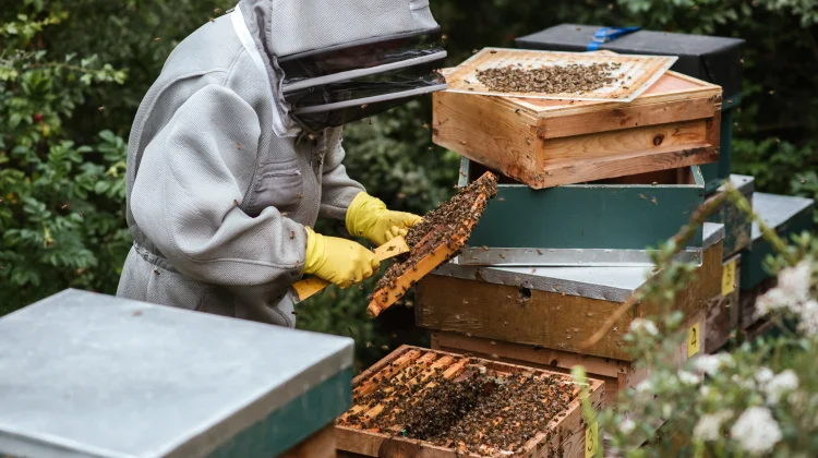 Tren Urban Beekeeping: Budidaya Lebah Klanceng Urban Makin Diminati