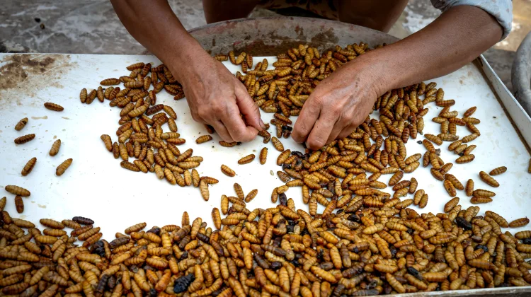 Inovasi Pakan Ternak Berbasis Maggot: Solusi Terjangkau Peternak Lokal