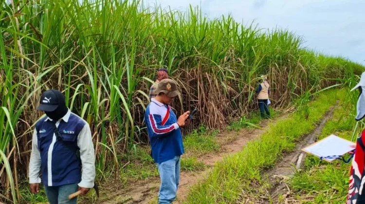 Dukung Swasembada Gula, Lampung Kembangkan 13 Ribu Hektare Lahan Tebu