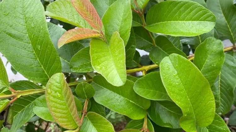 Manfaat Daun Jambu Biji, Tanaman Herbal yang Kaya Senyawa Bioaktif