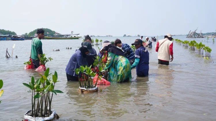Hari Konservasi Alam, Mitra Bentala Gandeng Perempuan Pesisir Tanam Mangrove