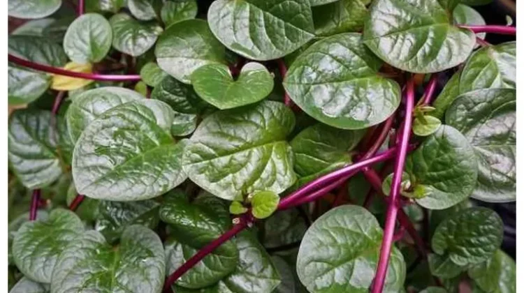 Daun Binahong, Tanaman Tradisional yang Berpotensi untuk Kesehatan